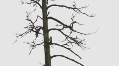 Ağaçtaki ağaçkakan. Yavaş çekim 4x.Ağaçkakan kurumuş bir ağacın gövdesini oyar. Sonra uçup gidiyor..