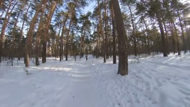 Abuela Bosque Invierno Abuela Camina Largo Camino Entre Abedules Pinos — Vídeos de Stock