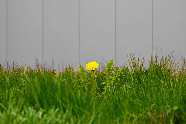 Gri arka planda karahindiba. Sarı karahindiba, gri bir duvarın yanında çimenlerde yetişir..