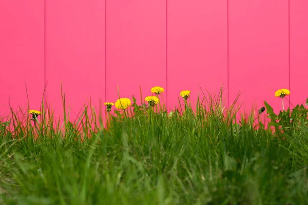 Dandelions on a pink background. Several yellow dandelions grow in the grass near the pink wall.