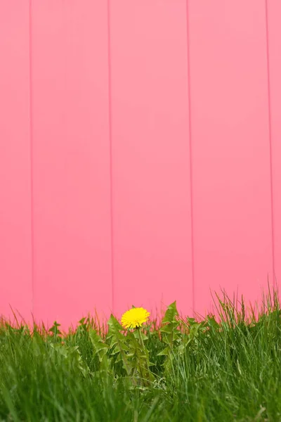 Dandelion on a pink background. Yellow dandelion grows in the grass near the pink wall.