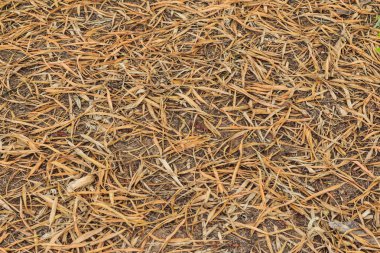 Kahverengi doku yerde dönüm kuru bambu yaprakları.