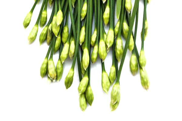 Flor de cebollino o cebollino chino aislado sobre fondo blanco. Edi. — Foto de Stock