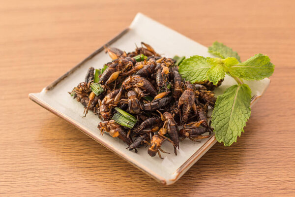 Fried insects - Cricket insect crispy with pandan after fried 