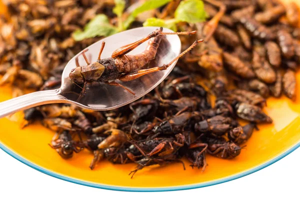 Insetto alimentare su cucchiaio con isolato su sfondo bianco
, — Foto Stock