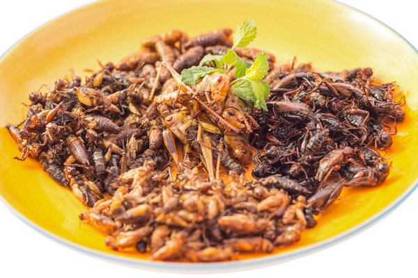 Food insect - Fried insects or Wood worm insect,