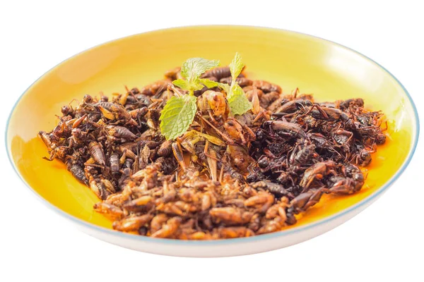 Пищевое насекомое - Жареные насекомые или насекомое древесного червя , — стоковое фото