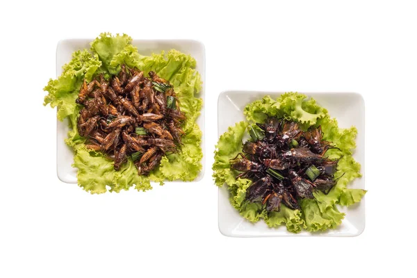 Insectos alimentarios, insectos fritos o insectos grillos crujientes — Foto de Stock