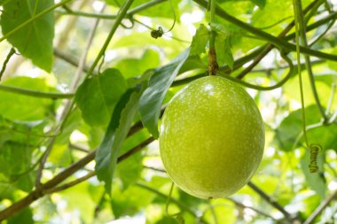Passion fruit - tutku ham meyve bahçesinde. Portre, Select odak.