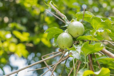 Passion fruit - tutku ham meyve bahçesinde. Portre, Select odak.