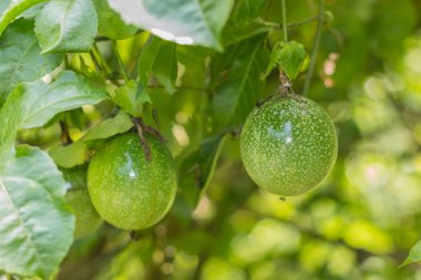 Passion fruit - tutku ham meyve bahçesinde. Portre, Select odak.