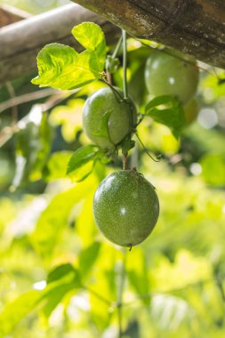 Passion fruit - tutku ham meyve bahçesinde. Portre, Select odak.