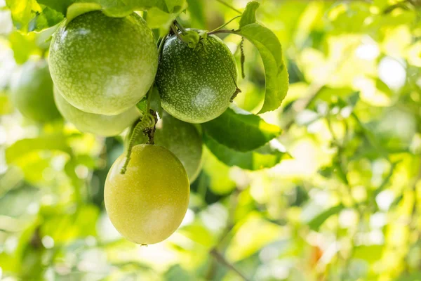 Fruta de la pasión - Fruta de la pasión cruda en el jardín. Primer plano, Seleccionar enfoque . — Foto de Stock