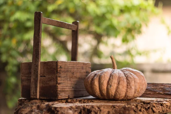 Calabaza sobre fondo de madera —  Fotos de Stock