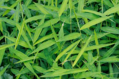 Çim arka plan - mükemmel taze yeşil çim arka plan çiy ile sabah bırakır. Portre, Select odak.