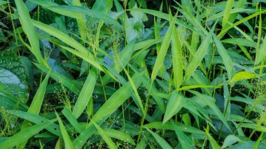 Çim arka plan - mükemmel taze yeşil çim arka plan çiy ile sabah bırakır. Portre, Select odak.