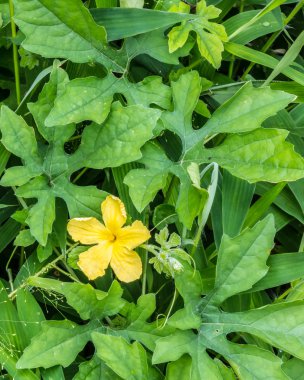 Arka plan - sabah mükemmel taze yeşil çim arka plan ile sarı çiçek çimen. Portre, Select odak.