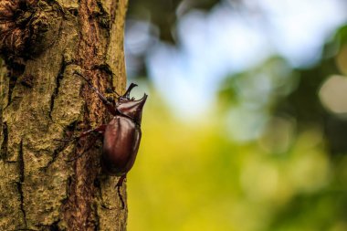 Böceği - gergedan böceği, Herkül böceği veya eski ahşap doku yeşil doğa arka plan ile mücadele böceği. Portre, Select odak.