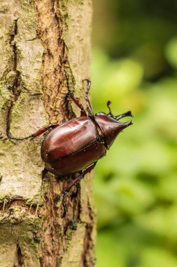 Böceği - gergedan böceği, Herkül böceği veya eski ahşap doku yeşil doğa arka plan ile mücadele böceği. Portre, Select odak.