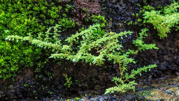 Πράσινα βρύα - βρύα πράσινο φόντο σε τσιμεντένιο πάτωμα, αφηρημένες, Closeup, επιλέξτε εστίαση. — Φωτογραφία Αρχείου