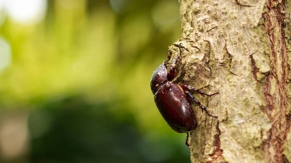 Besouro - Besouro de rinoceronte, Besouro de Hércules ou Besouro de combate em textura de madeira velha com fundo de natureza verde. Fechar, Selecionar foco . — Fotografia de Stock