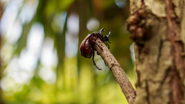 Escarabajo - Escarabajo rinoceronte, Escarabajo Hércules o Escarabajo combatiente sobre textura de madera vieja con fondo verde de la naturaleza. Primer plano, Seleccionar enfoque . — Foto de Stock