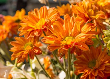 Çiçek - yaz günü turuncu çiçekler güneşli yumuşak çiçek doğal kökenli soyut. Yakın çekim, odağı seçin.