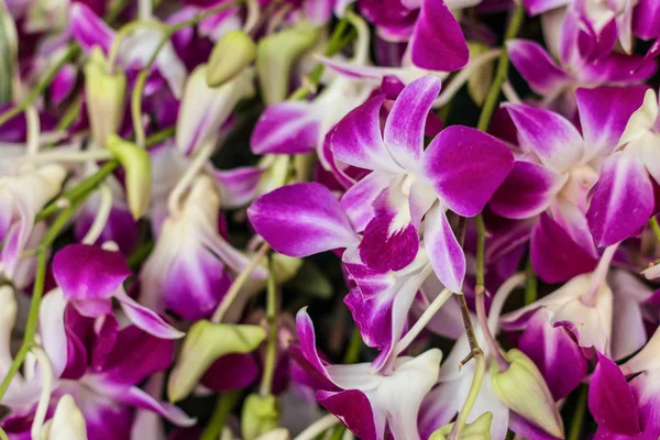 Çiçek - yaz günü mor orkide çiçekler güneşli yumuşak çiçek doğal kökenli soyut. Yakın çekim, odağı seçin.