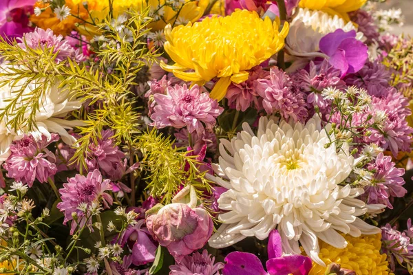 Çiçek - yaz günü multi renk çiçek güneşli yumuşak çiçek doğal kökenli soyut. Yakın çekim, odağı seçin.