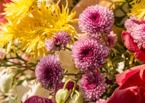 Çiçek - yaz günü multi renk çiçek güneşli yumuşak çiçek doğal kökenli soyut. Yakın çekim, odağı seçin.