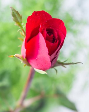 Beyaz arka plan üzerinde izole damlacıkları ile kırmızı gül.