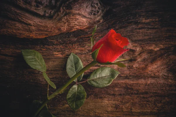 Прекрасна темно-червона троянда з краплями на старому дерев'яному природному фоні , — стокове фото