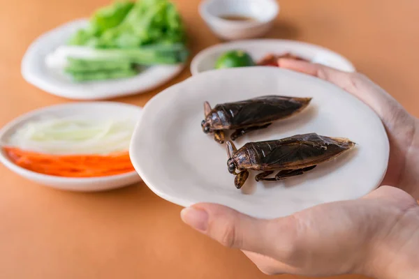 Lethocerus indicus (Giant water bug)