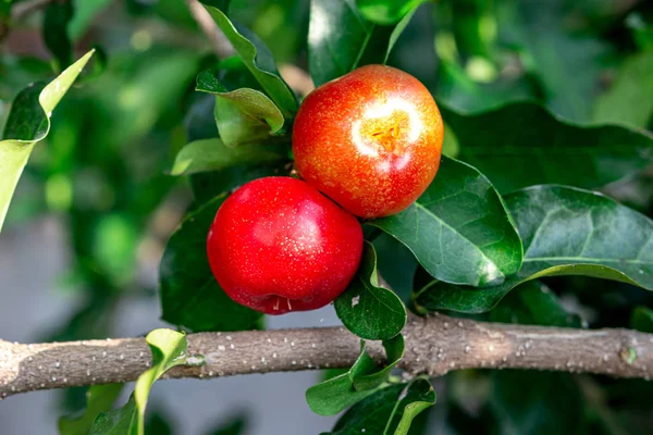 Czerwona wiśnia tajski lub wiśnia Acerola owoce na drzewie, wysoka vita — Zdjęcie stockowe