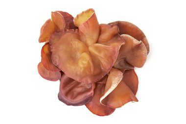 Ağaç kulak, beyaz arka planda izole edilmiş yenilebilir mantar. Clo