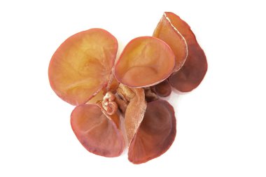 Ağaç kulak, beyaz arka planda izole edilmiş yenilebilir mantar. Clo