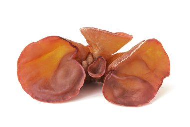 Ağaç kulak, beyaz arka planda izole edilmiş yenilebilir mantar. Clo