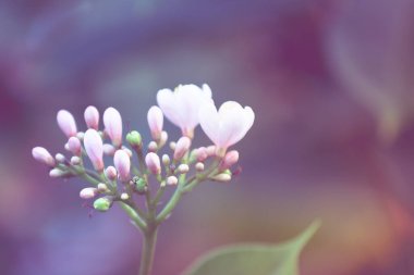 Çiçek arkaplanı: Tropikal yaprak dokusu ve Vintage filtresi için arka plan olarak güzel vintage çiçekler.