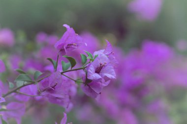 Tropikal yaprak dokusu ve vintage filtresi için arka plan olarak güzel vintage çiçekler.