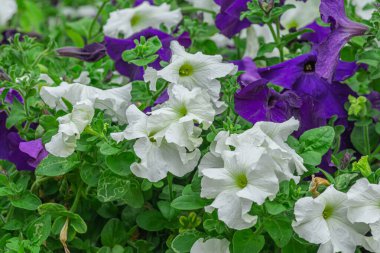 Petunya mavi-beyaz çiçek açıyor ve tüm yaz boyunca sürekli çiçek açıyor. Doğa fotoğrafları. Seçici odak.