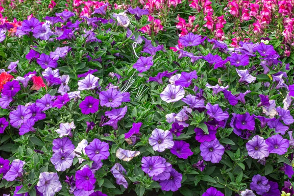 Petunia Profundo Azul Violeta Están Floreciendo Floración Prolífica Consistentemente Todo Imagen De Stock