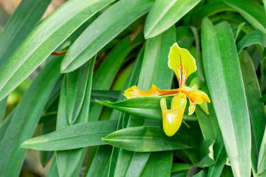 Paphiopedilum Orkideleri, Hindistan, Burma ve Tayland gibi sıcak havası olan ülkede bulunan yeşil yapraklı Lady 'nin terliği. Tarım fikri tasarımı. 
