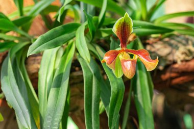 Paphiopedilum Orkideleri, Hindistan, Burma ve Tayland gibi sıcak havası olan ülkede bulunan yeşil yapraklı Lady 'nin terliği. Tarım fikri tasarımı. 