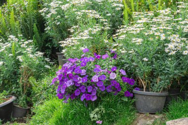 Çeşitli çiçek bahçeleri, renkli ekilmiş bitkiler, seçici odaklanma. Doğa.