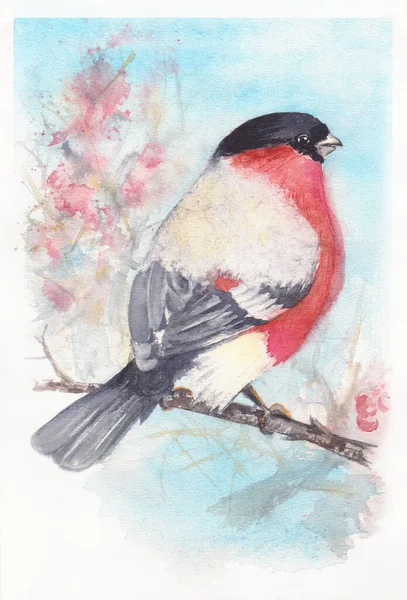 ローンベリーのクラスターの近くに座っている枝のブルフィンチ。冬の鳥は果実を摘む。赤い冬のふわふわの鳥、水彩画。男性一般鳥ブルフィンチpyrlulaとともに赤胸上の凍結木 — ストック写真