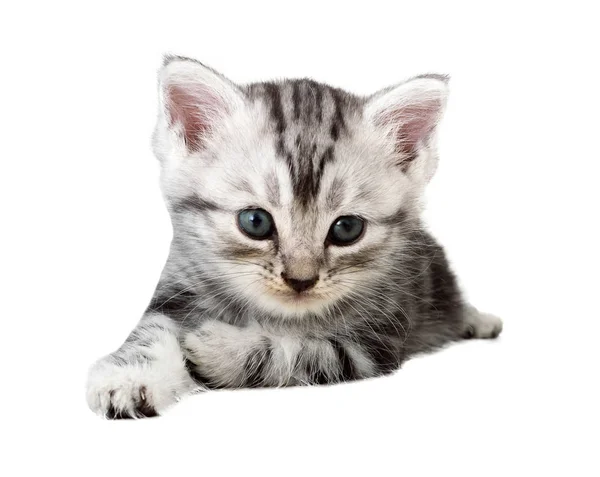 Niedliche amerikanische Kurzhaarkatze kitten.isolate auf weißem Hintergrund — Stockfoto