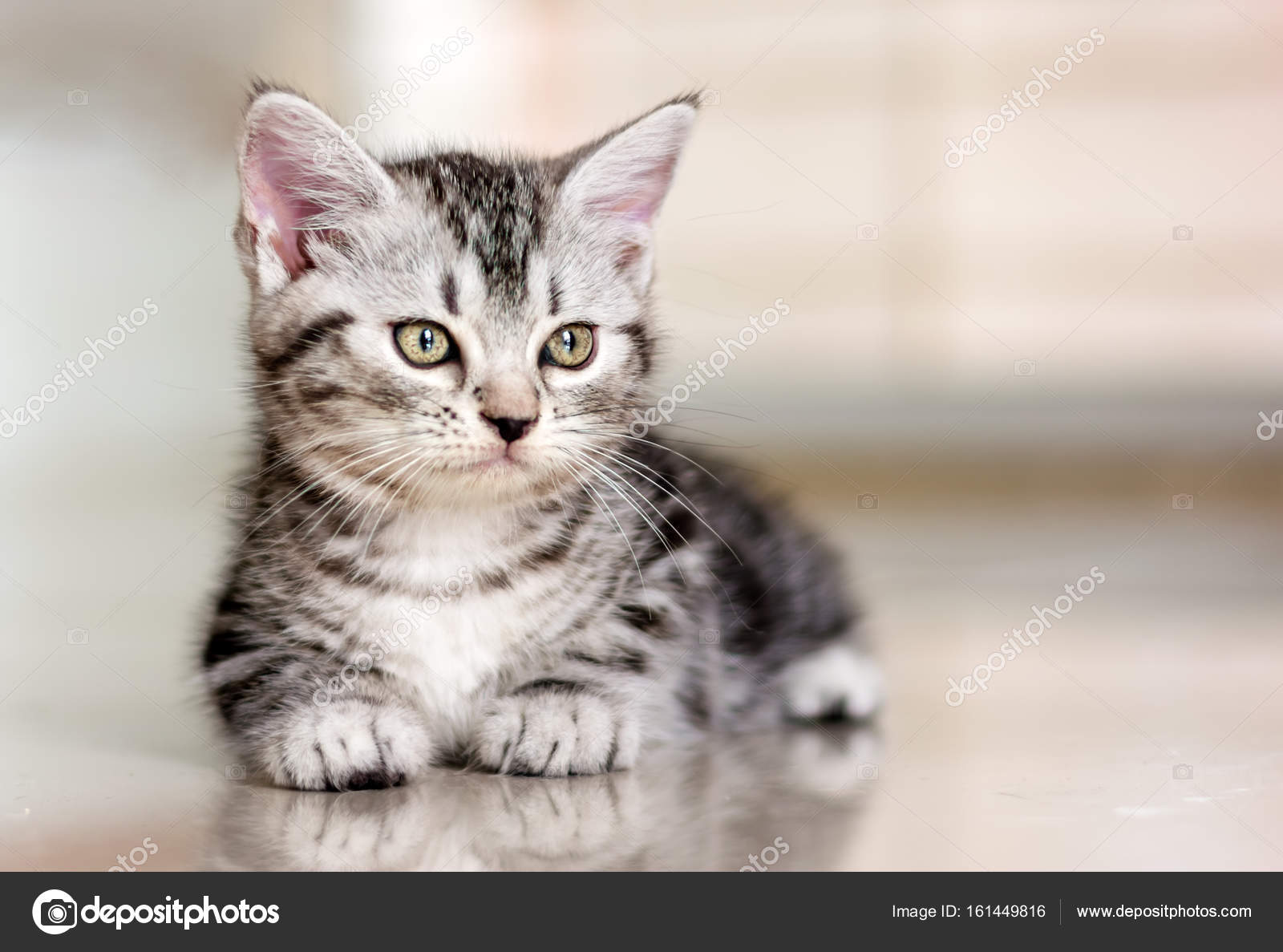 Cute American Shorthair Cat Kitten Stock Photo Image By C Topphotoengineer