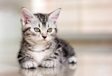 Şirin Amerikalı stenografi kedi yavru kedi
