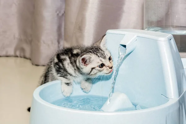 Lindo americano taquigrafía gatito potable agua Fotos de stock
