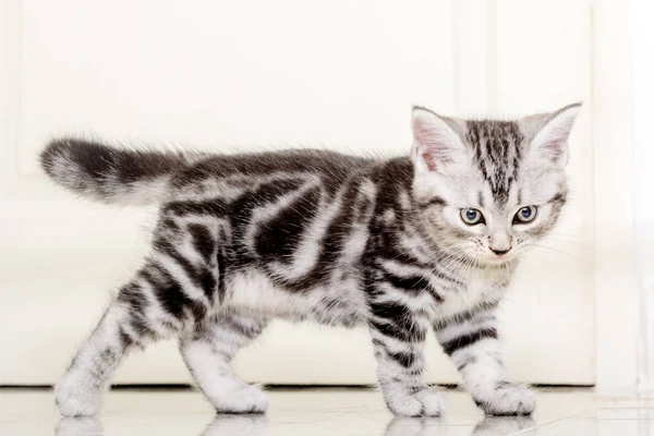 Lindo americano taquigrafía gato gatito con copia espacio —  Fotos de Stock